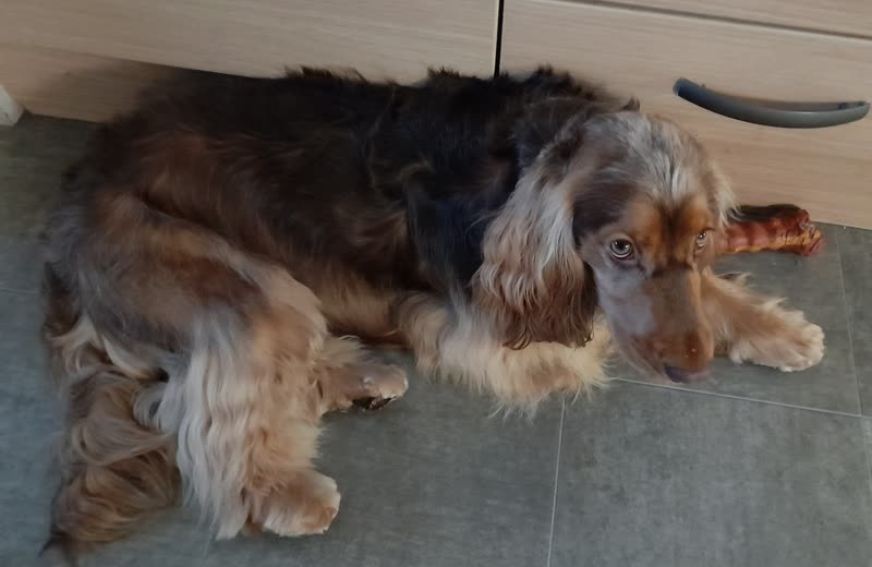 A brown and white cocker spaniel lying on the grooming room's grey tiled floor with a treat