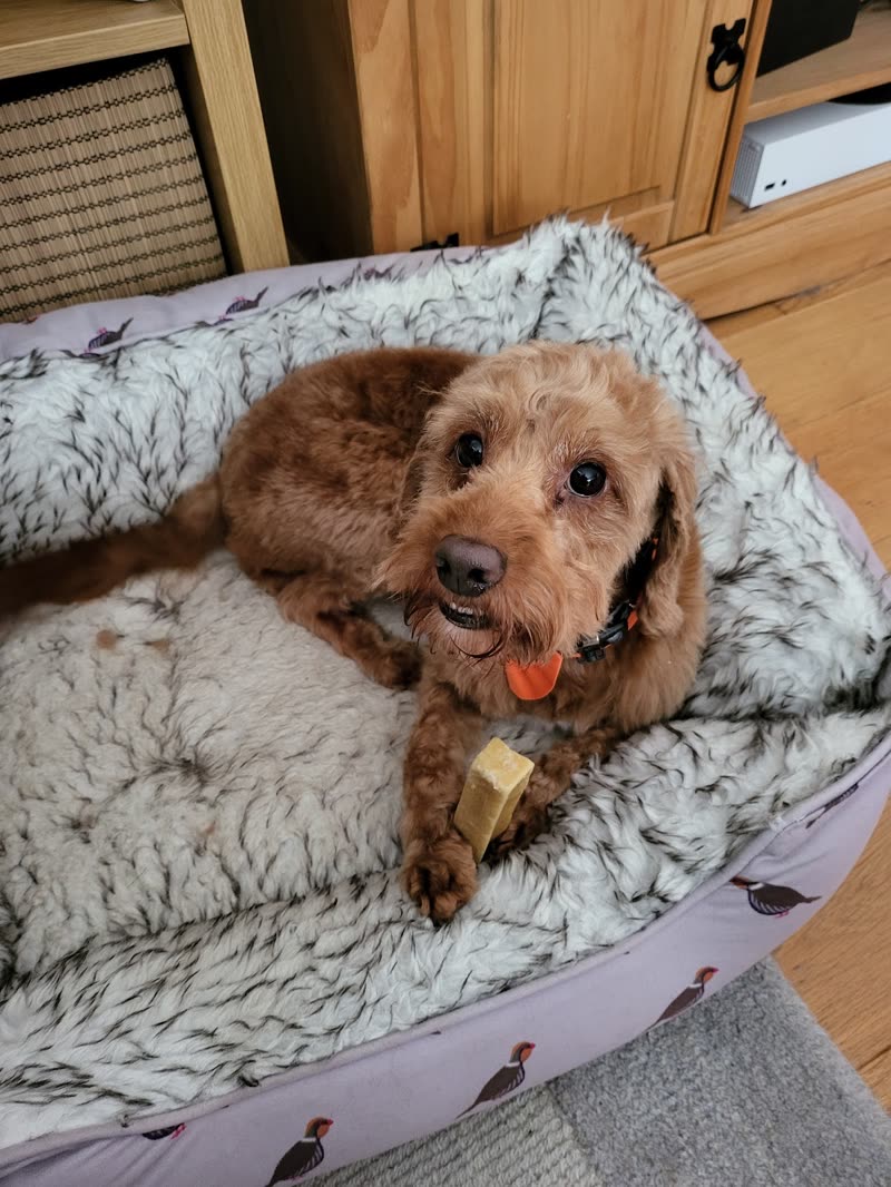 A red cockapoo in a fluffy bed looking up with a chew