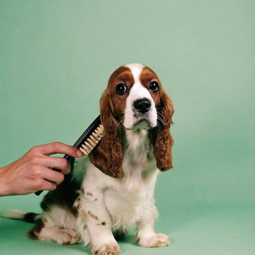 A spaniel being brushed by a groomer's hand