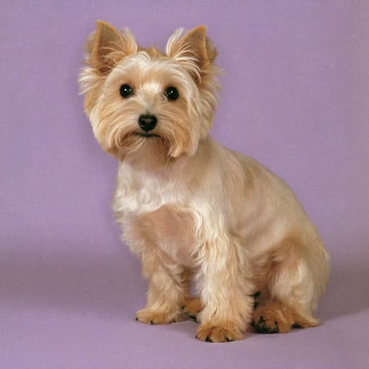 A small dog with a fresh full clip